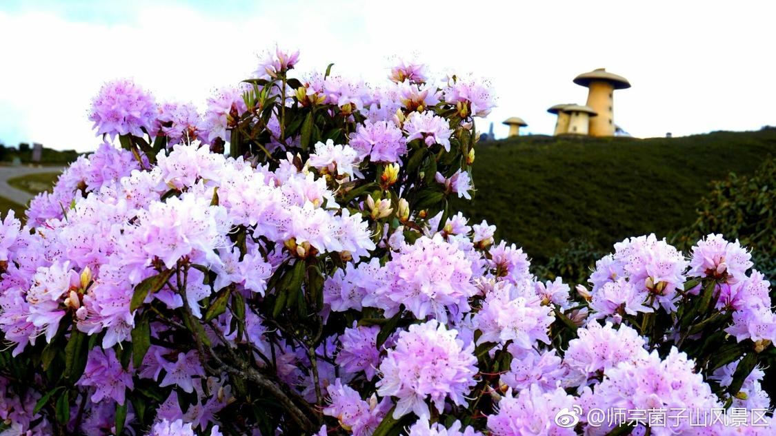 人工点赞团队24小时在线